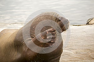 Walrus is waving