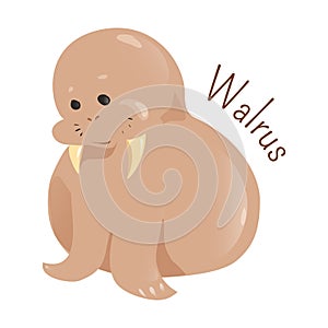 Walrus on white background.