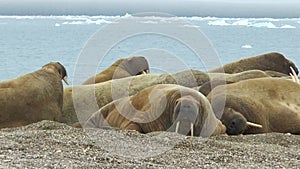 Walrus. Wildlife. Group of walruses relax near water on shore of Arctic Ocean in Svalbard. Wildlife. Dangerous animals