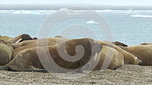 Walrus. Wildlife. Group of walruses relax near water on shore of Arctic Ocean in Svalbard. Wildlife. Dangerous animals