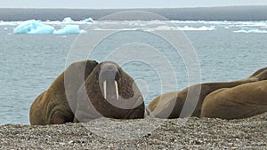 Walrus. Wildlife. Group of walruses relax near water on shore of Arctic Ocean in Svalbard. Wildlife. Dangerous animals