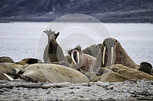 Walruses On A Beach