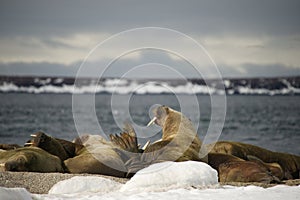 Walruses with giant tusks at Arctic haul-out