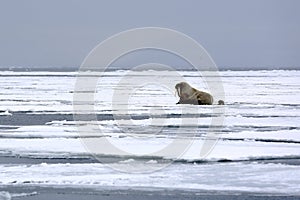 Walruses on the Ice