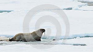 Walruses on ice flow