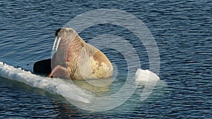 Walruses on ice flow