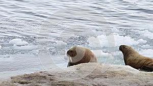 Walruses on ice flow in Arctica
