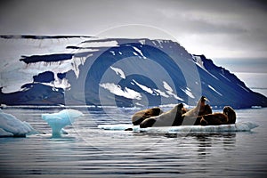 Walruses on Ice