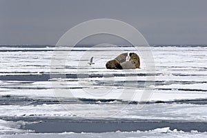 Walruses on the Ice