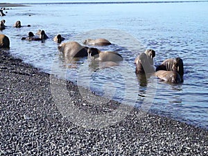 Walruses Laptev Sea.