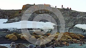 Walruses and people environmentalists on coast of Arctic Ocean copter aero view.