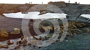 Walruses on shores of Arctic Ocean aero view on New Earth Vaigach Island.