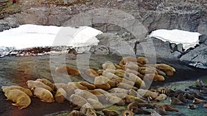 Walruses on shores of Arctic Ocean unique video aero view on New Earth.