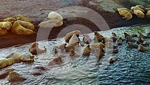 Walruses on shores and in water of Arctic Ocean aero view on New Earth.