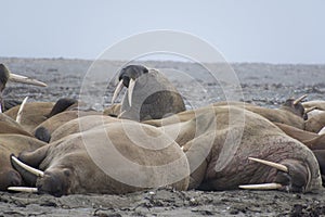 Walruses in Svalbard - Norway, North Pole