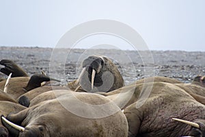 Walruses in Svalbard - Norway, North Pole