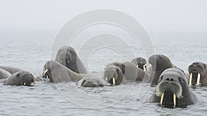 Walruses in the water