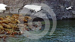 Walruses in water of Arctic Ocean copter aero view on New Earth Vaigach Island.