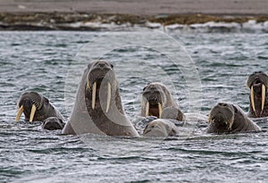 Walruses in a water in Svalbard