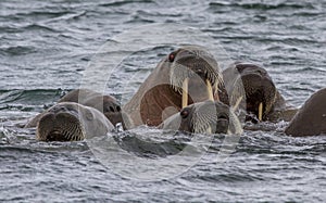 Walruses in a water in Svalbard