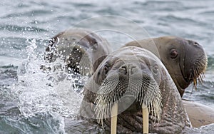 Walruses in a water in Svalbard