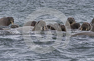 Walruses in a water in Svalbard