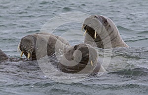 Walruses in a water in Svalbard