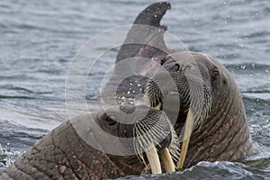 Walruses in a water in Svalbard