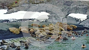 Walruses in wilderness of Russian North aero view on New Earth Vaigach Island.