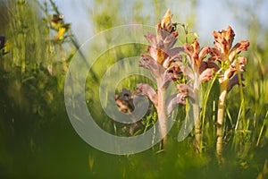 Walstrobremraap, Bedstraw Broomrape, Orobanche caryophyllacea