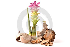 Wan-chak-mot-luk (Thai name) (Curcuma xanthorrhiza Roxb.)