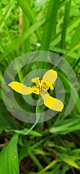 Wan Mae Yap, yellow flowers