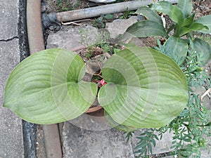 Wan Nang Khum or Wan Khu Kao watch the house is auspicious plant commonly planted. photo