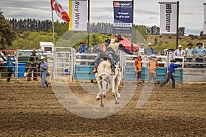 WANAKA, NEW ZEALAND - JANUARY 2, 2017: Cowboy participates in a saddle bronc horse riding competition in 54th Wanaka rodeo