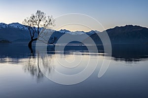 The Wanaka Tree