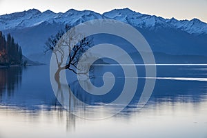 The Wanaka Tree