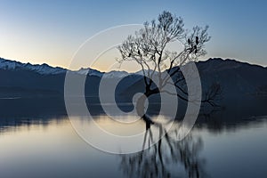 The Wanaka Tree