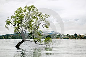 Wanaka Tree