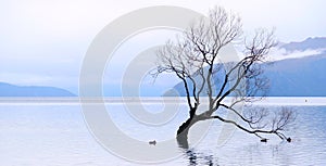 The Wanaka tree beautiful lonely tree famous landmark at New zealand