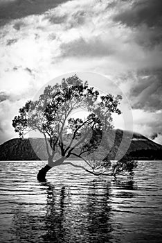 Wanaka Tree in black and white