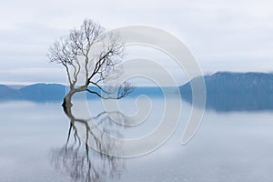 The Wanaka Tree, the most famous willow tree in Lake Wanaka New Zealand