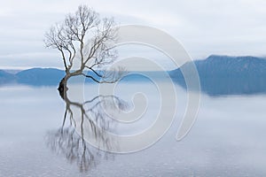 The Wanaka Tree, the most famous willow tree in Lake Wanaka New Zealand