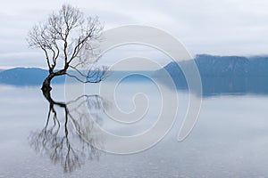 The Wanaka Tree, the most famous willow tree in Lake Wanaka New Zealand