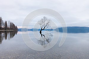 The Wanaka Tree, the most famous willow tree in Lake Wanaka New Zealand