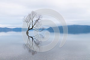 The Wanaka Tree, the most famous willow tree in Lake Wanaka New Zealand