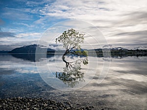 That Wanaka tree in Newzealand. A lonely tree. photo