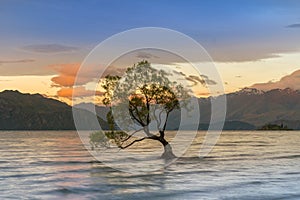 Wanaka tree over Wanaka Lake during sunrise, New Zealand South Island