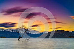 That Wanaka tree, Wanaka, New Zealand