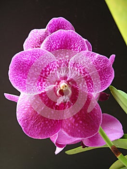 Wanda orchid close up