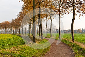 Wandelweg met bomenrij in de herfst